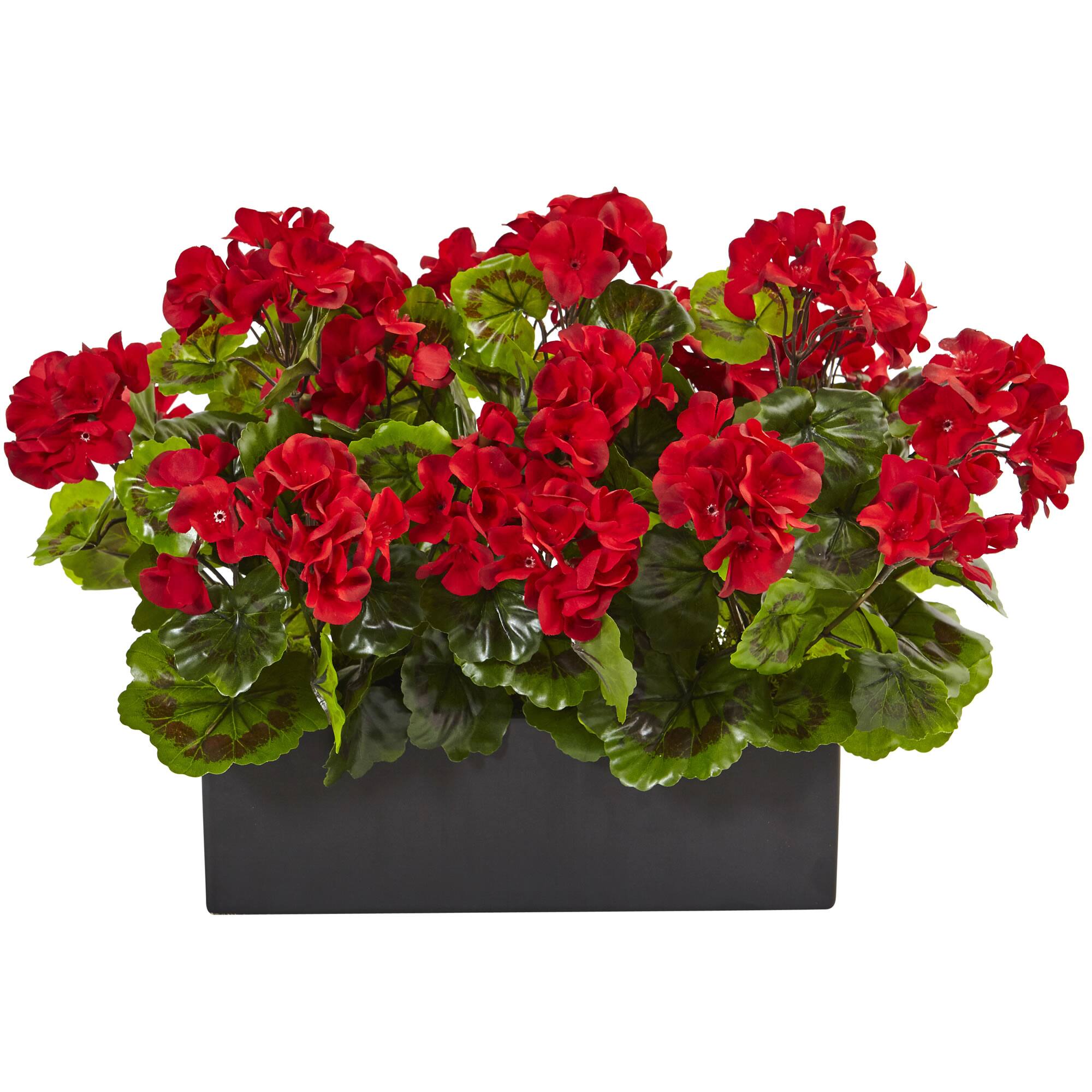 13" Geranium in Rectangular Planter